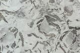 Plate Of Silurian Fossil Algae (Leveillites) - Estonia #102616-1